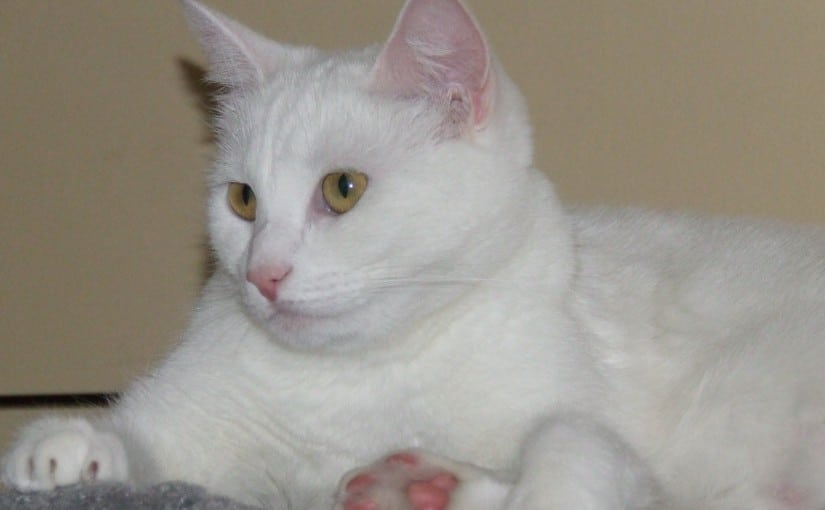 Sati Cat Rules